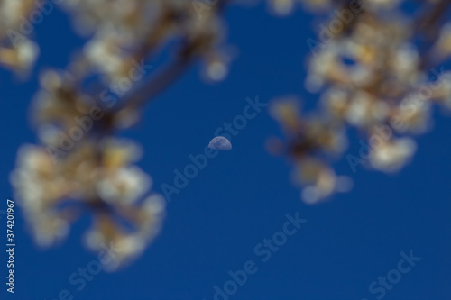 Céu azul com lua em foco seletivo entre galhos com flores brancas desfocadas. photo