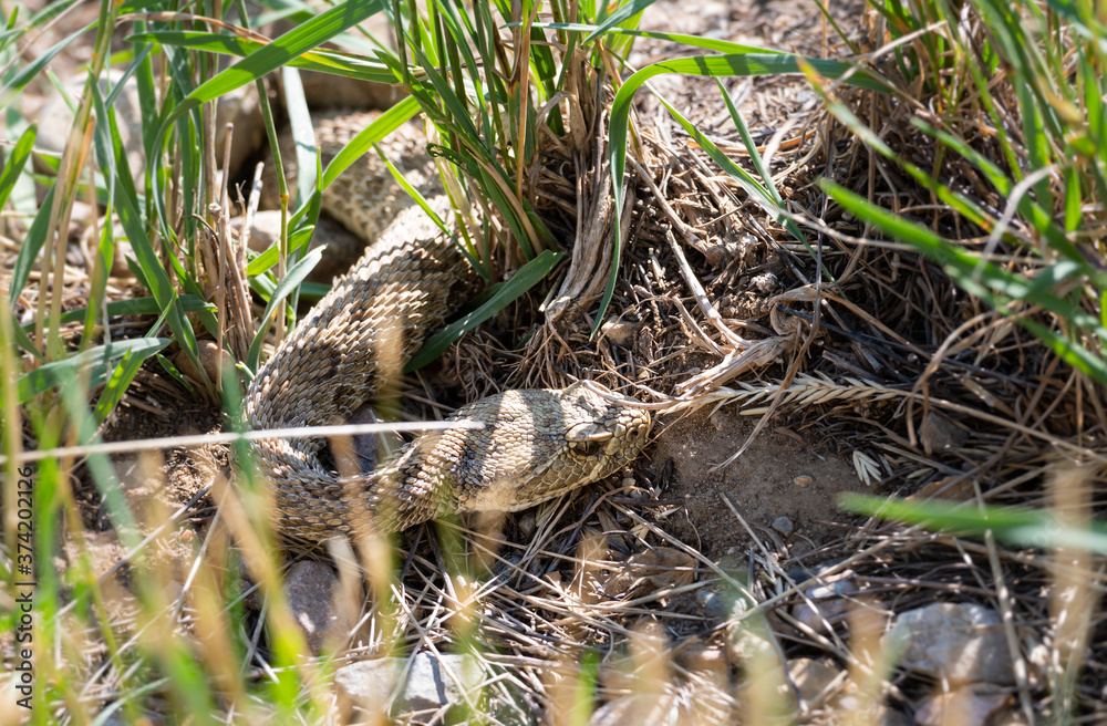 Fototapeta premium Prairie rattlesnake