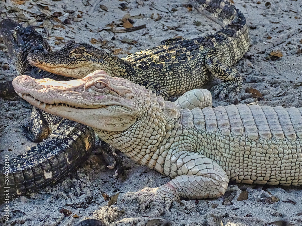 Weißer Albino Alligator Krokodil in Florida liegt im Sand Weißer Albino Alligator Krokodil in Florida liegt im Sand