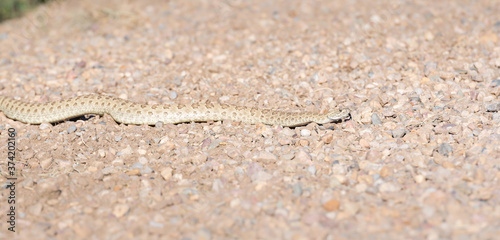 Prairie rattlesnake