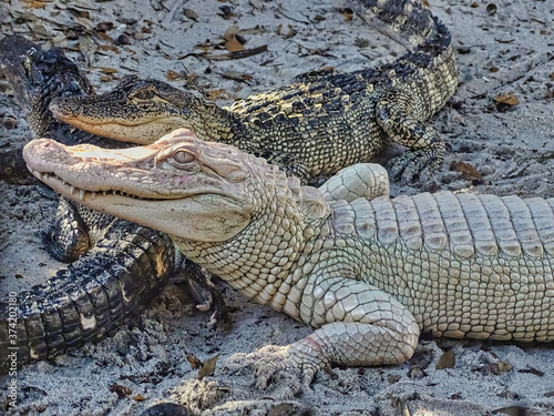 Weißer Albino Alligator Krokodil in Florida liegt im Sand