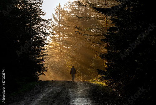 Man walk on a dirt road in a forest among tall green trees illuminated by the sunrise sun