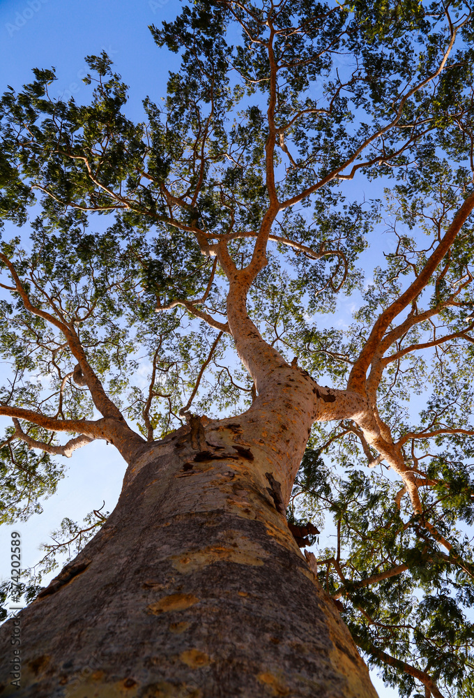 Naklejka premium tree in the forest