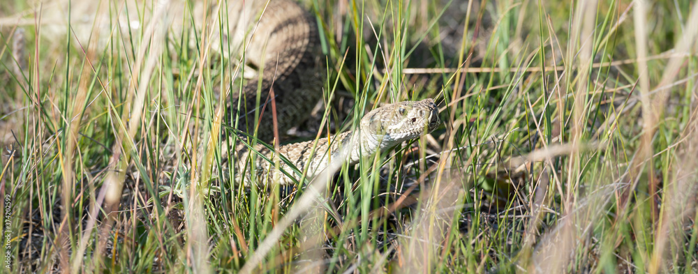 Obraz premium Prairie rattlesnake