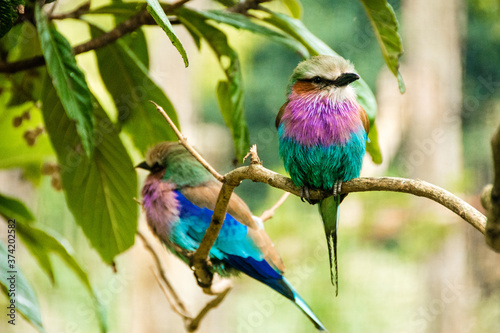 Colourful lilac breasted roller bird of paradise