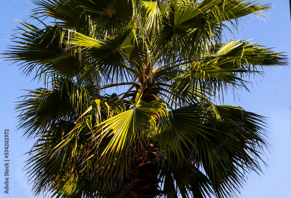 Obraz premium palm tree on blue sky