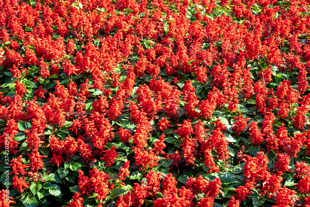 Bright red Salvia flowers in the park.
