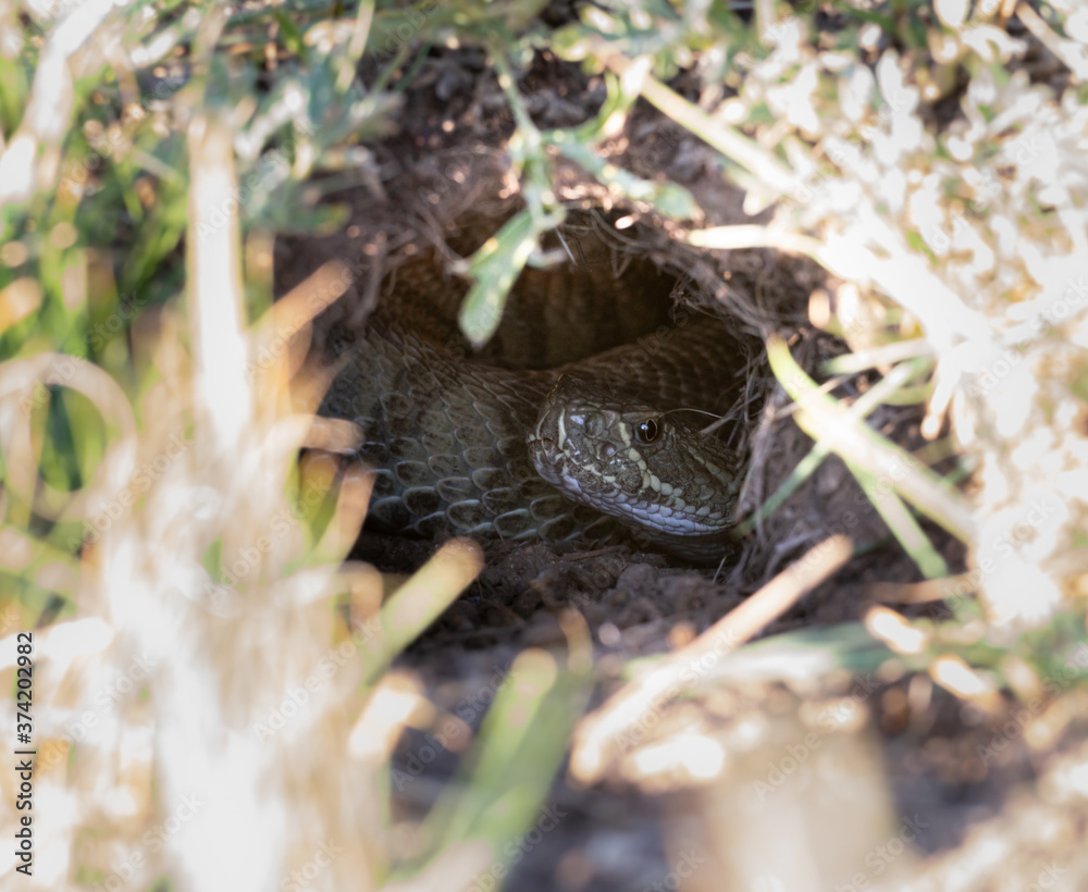 Obraz premium Prairie rattlesnake