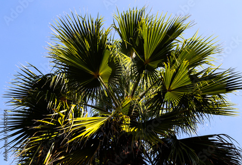 palm tree on blue sky