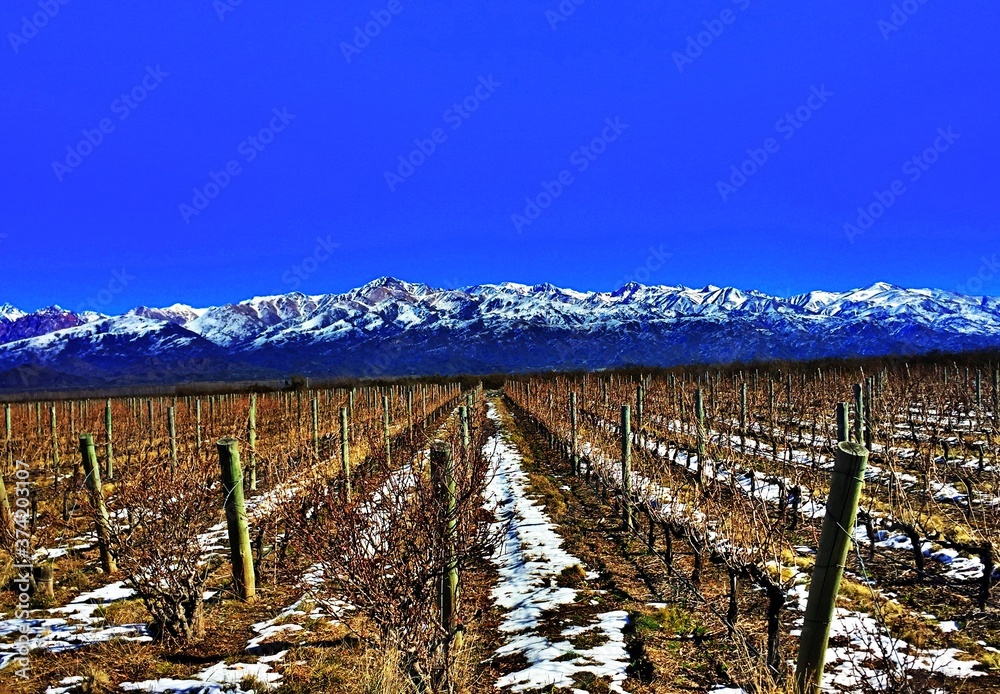Fototapeta premium Viñedos de Mendoza, Argentina