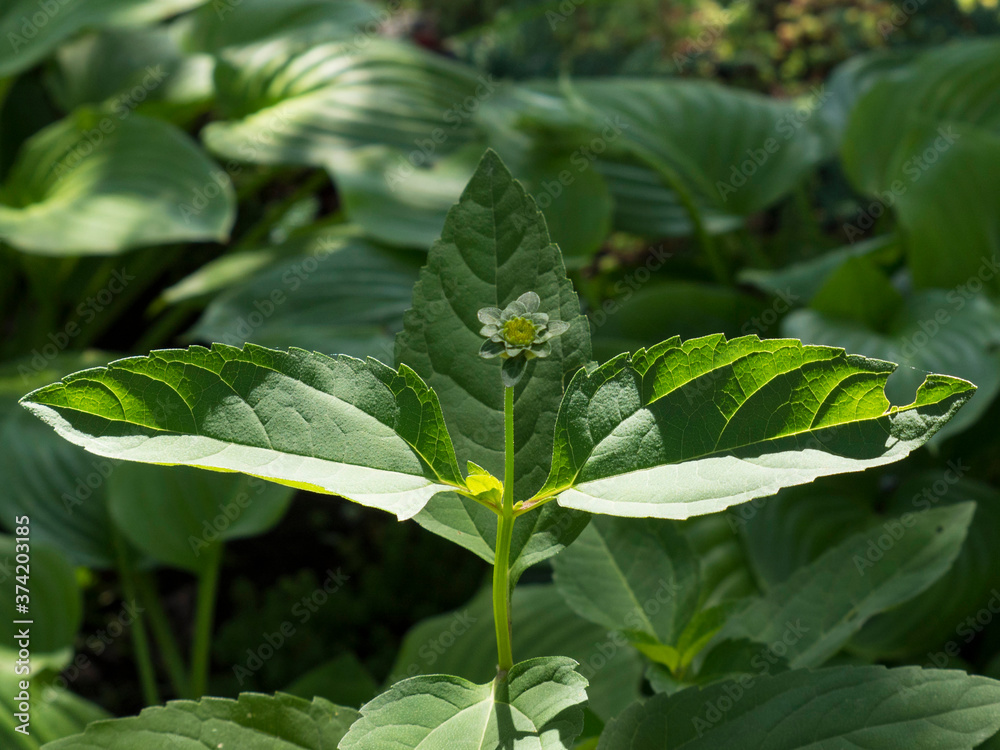 Green sprout growing from soil with natural green background Green sprout growing from soil with natural green background