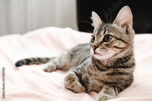 Gray striped tabby kitten playing on the bed. Young short-haired cat lying on a pink plaid.