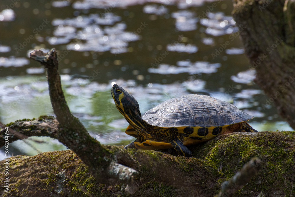 Tortoise 26 Tortoise 26