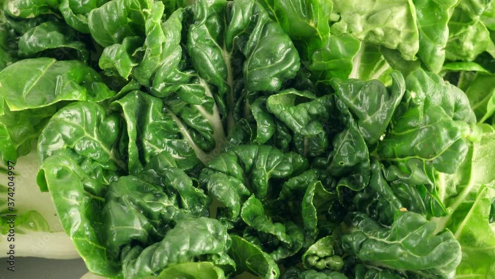 Green pok choy cabbage leaves. Rotating. Nobody Green pok choy cabbage leaves. Rotating. Nobody