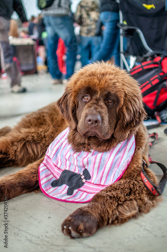 Puppy of a brown dog lying on the ground at the show