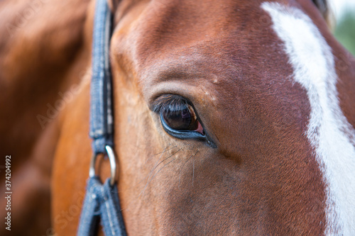 Close-up of a Bay horse's eye in a blue halter