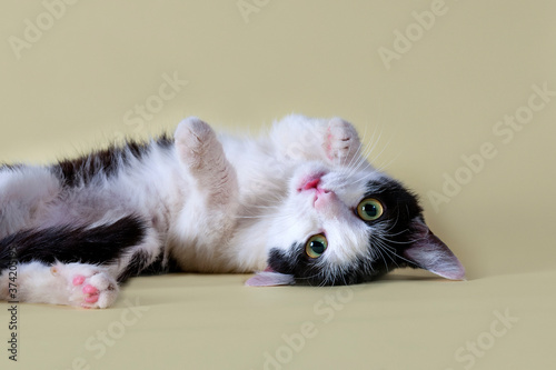 Close-up portrait of a cat. A beautiful animal shot against a yellow background. .Playing cat. Hooligan cat.
