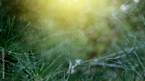 Cobweb woven by a spider in the spruce branches. The spruce branches are entangled in a spider's web. Blurred background. Backlight.. Beautiful, soft, yellow-green background.