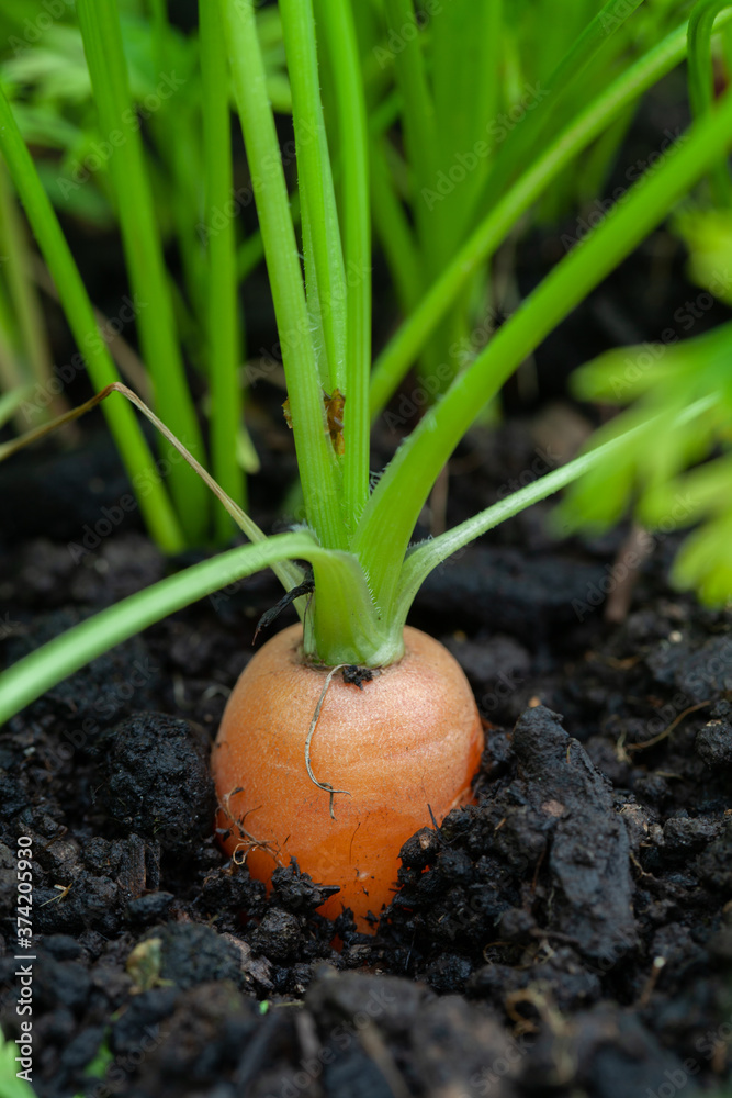 Carrot the root crop with top exposed above the soil. Leaves extraordinarily green after rain. Carrot the root crop with top exposed above the soil. Leaves extraordinarily green after rain.