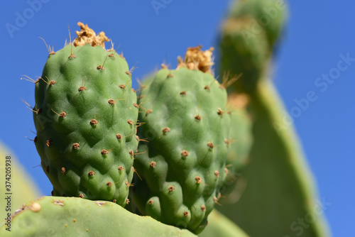 Close up of green prickly pears still hanging on prickly pear cactus against a blue sky in Sicily