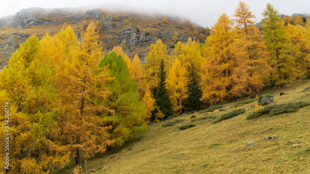 Autumn colors in the Alpine forests of Austria