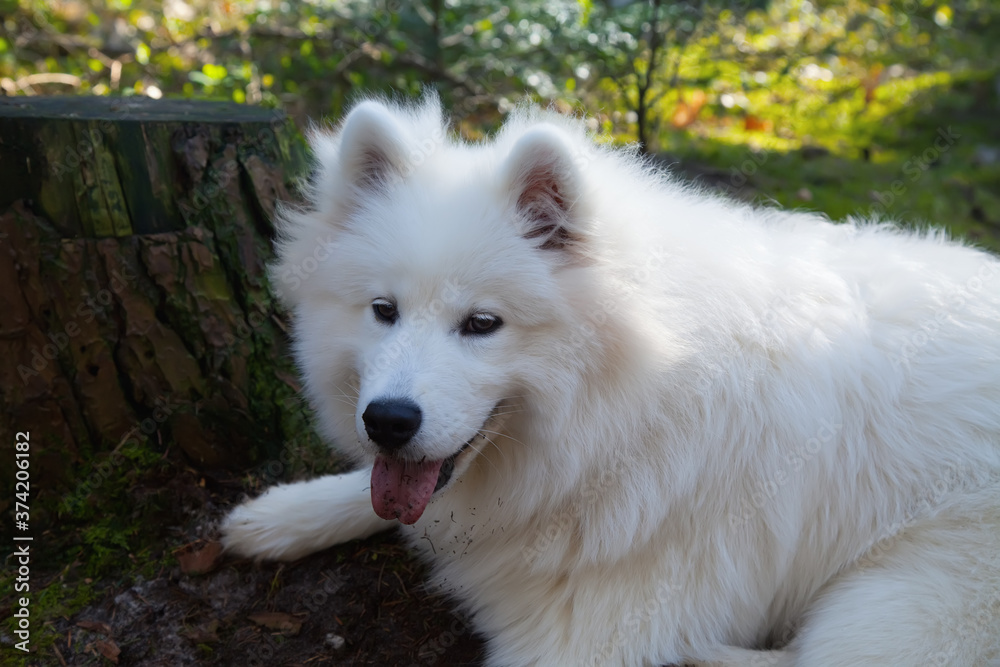 samoyed dog lying in the forest