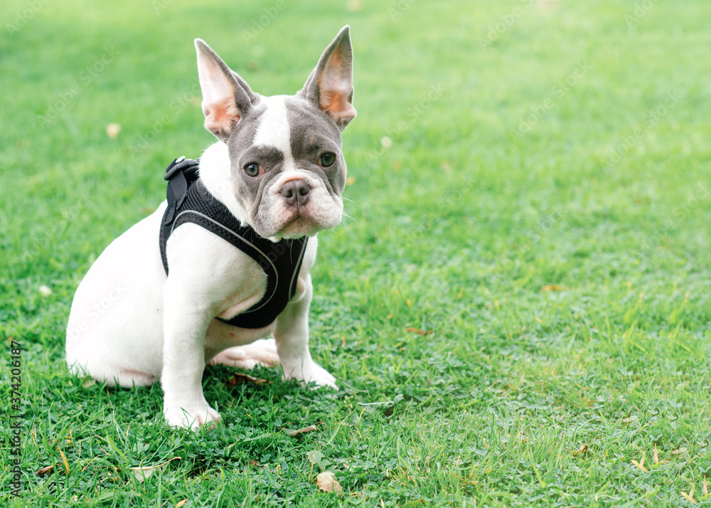 Puppy of White French Bulldog out for a walk sitting on the grass in Summer