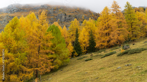 Autumn colors in the Alpine forests of Austria