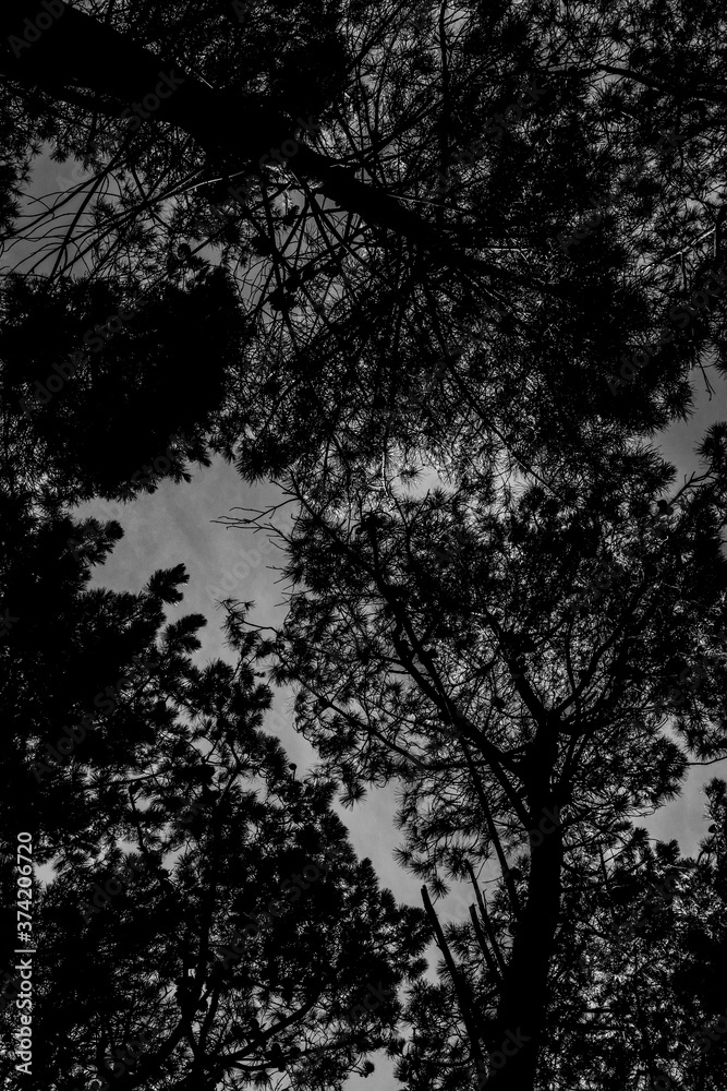 Silhouette of Trees