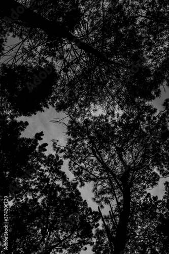Silhouette of Trees
