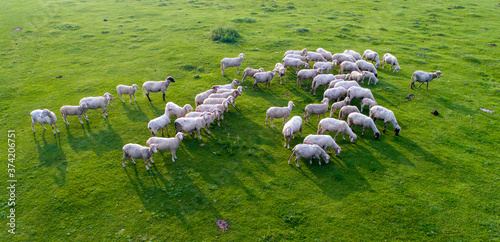 Aerial image of sheep flock on grazing photo