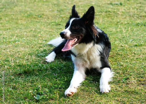 Black and white collie playing and jumping on the grass