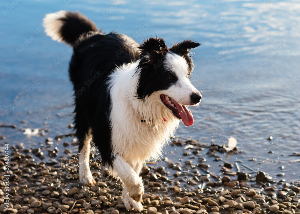 Black and white collie playing and running near the lake
