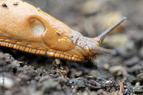 Nacktschnecke im Gemüsebeet photo