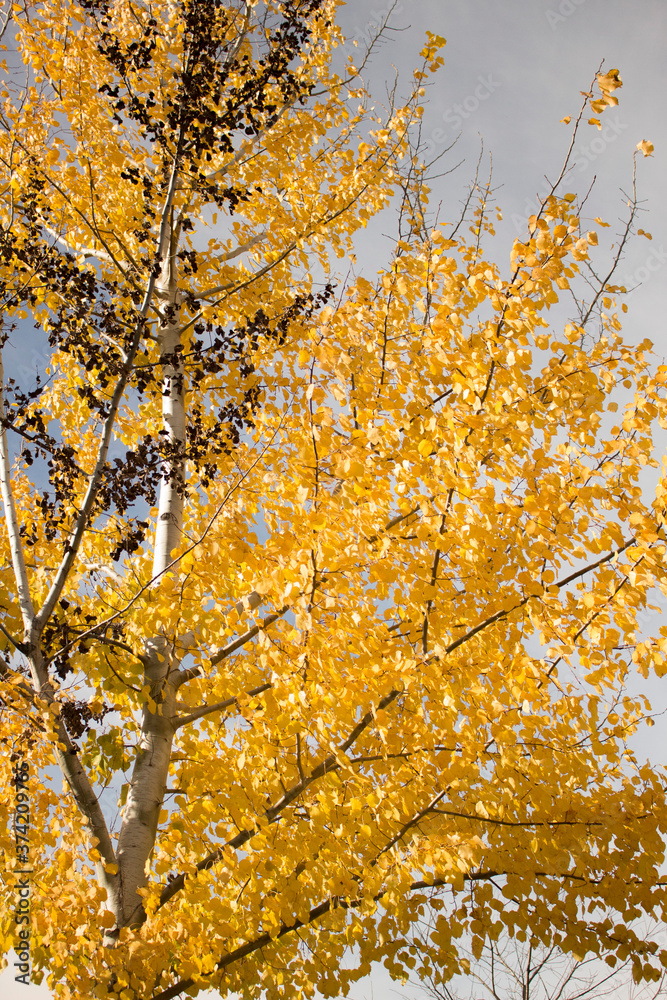 Fototapeta premium yellow autumn leaves