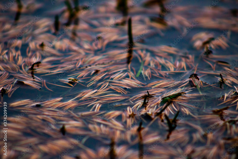 Pine Needles in Water Pine Needles in Water