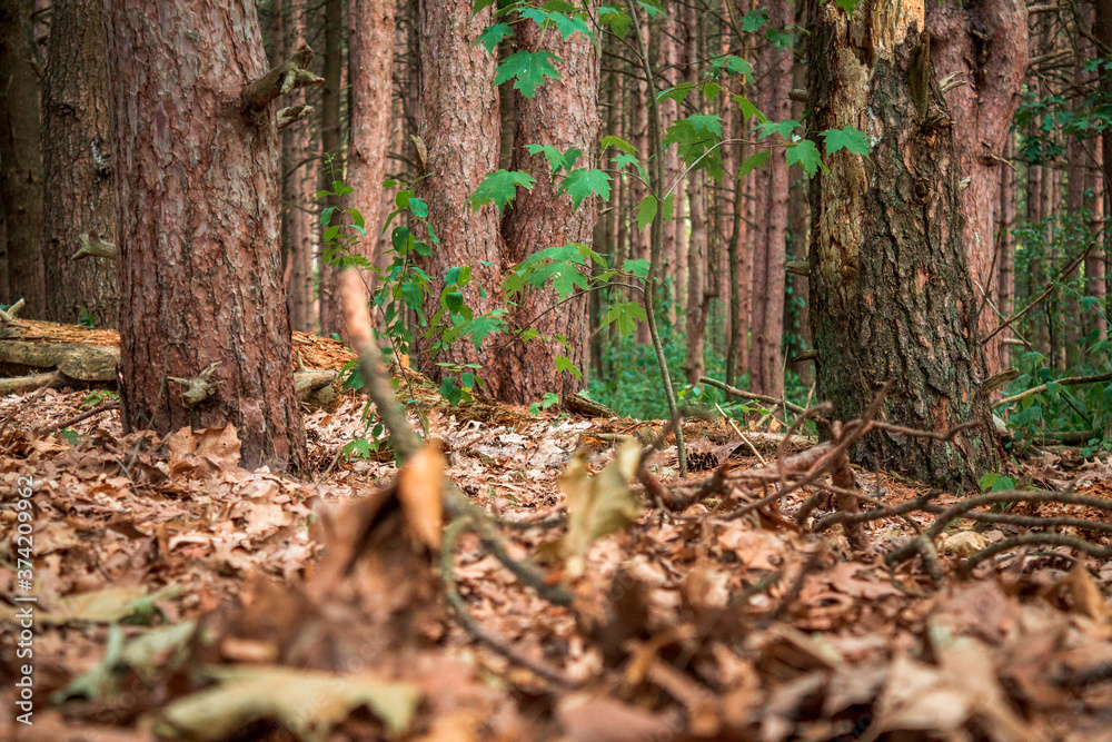 Autumn leaves along the forest floor in Provin Trails Autumn leaves along the forest floor in Provin Trails