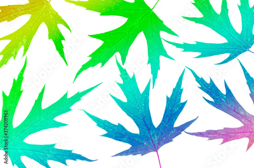 Colorful vibrant maple leaves on white isolated background.