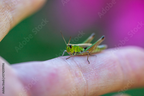 A grasshopper on a finger on a beautiful colored background. Graphical image