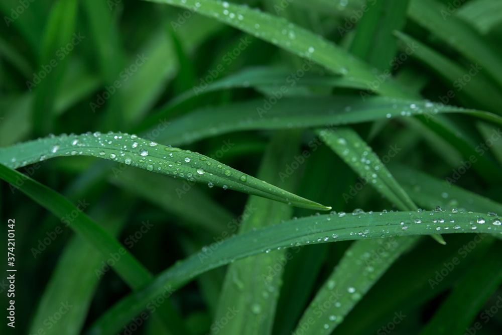 Leaves of sedge (Carex) with raindrops close-up. Backgrounds, textures. Toned image, selective focus. Leaves of sedge (Carex) with raindrops close-up. Backgrounds, textures. Toned image, selective focus.