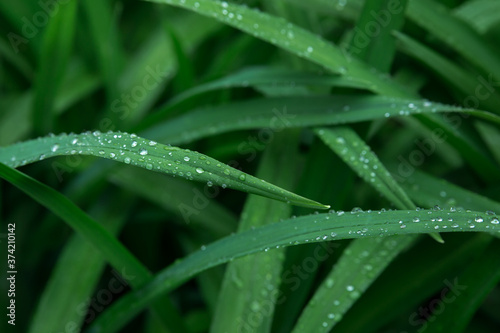 Leaves of sedge (Carex) with raindrops close-up. Backgrounds, textures. Toned image, selective focus.