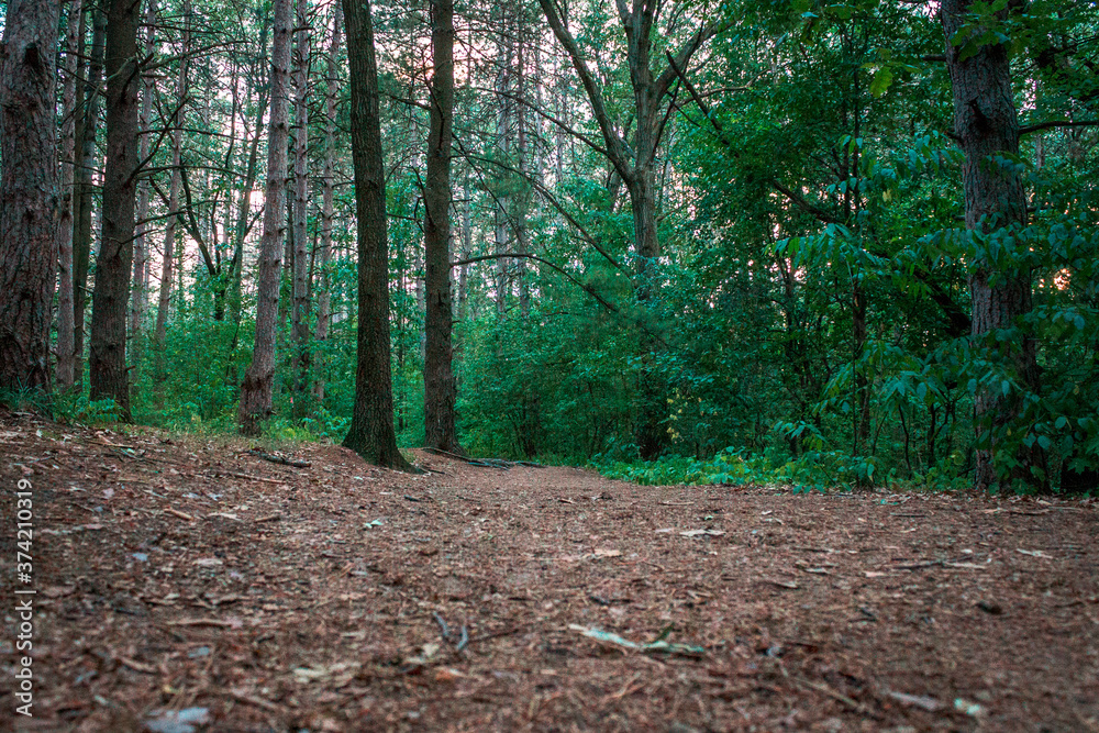 Fototapeta premium Looking through the pine trees in Provin Trail in Grand Rapids Michigan