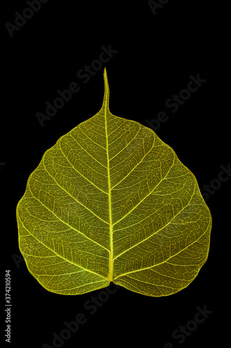 One bright colorful yellow leaf skeletons on black isolated background.