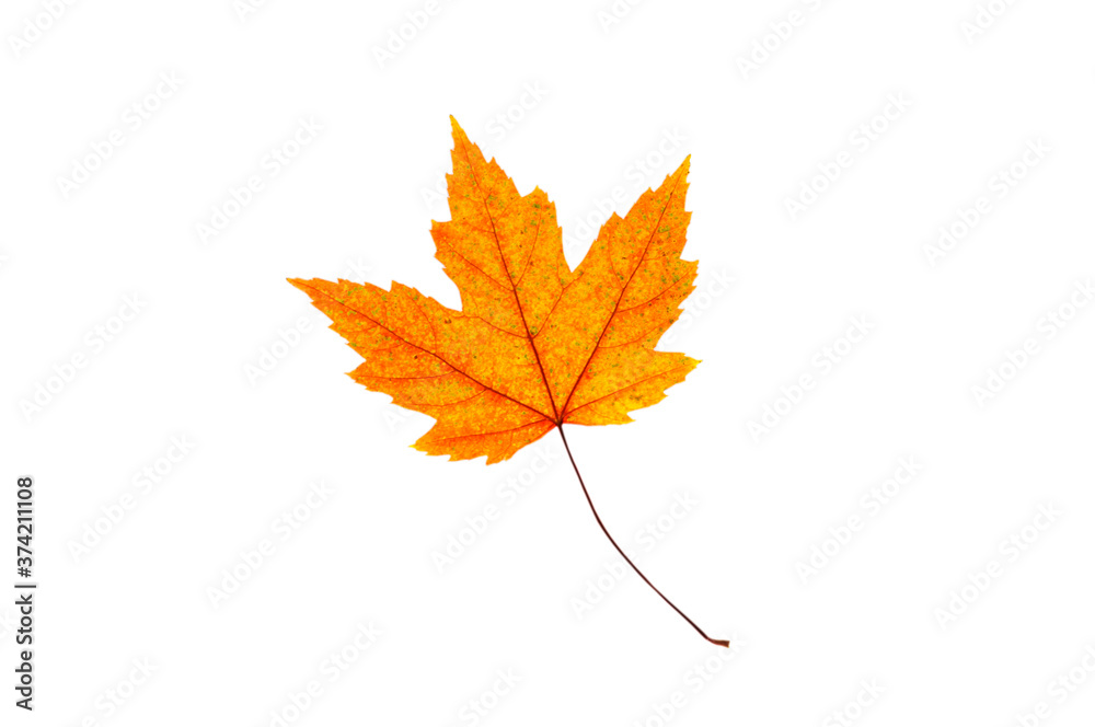 One colorful bright yellow maple autumn leaf on a white isolated background. One colorful bright yellow maple autumn leaf on a white isolated background.