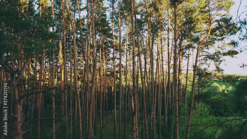 Aerial View Of Green Pine Coniferous Forest In Landscape In Spring. Top View From Attitude. Drone View Of European Woods At Summer Aerial View Of Green Pine Coniferous Forest In Landscape In Spring. Top View From Attitude. Drone View Of European Woods At Summer