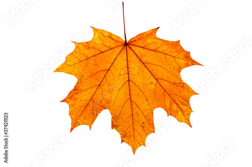One colorful bright yellow maple autumn leaf on a white isolated background.