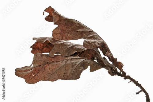 Old autumn brown leaves on a white isolated background.