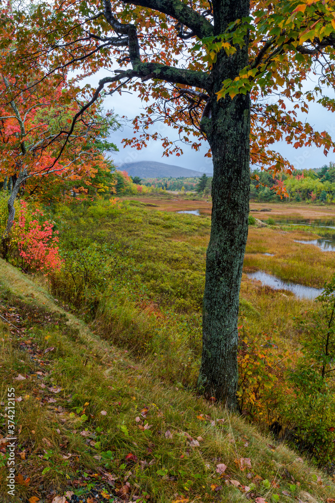 Autumn along Duck Brook Road, Acadia National Park, Maine Autumn along Duck Brook Road, Acadia National Park, Maine