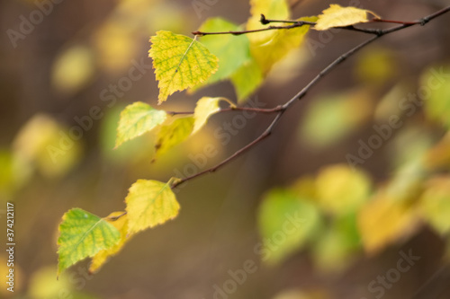 Yellow leaves on birch branches against blurred autumn background, small depth of focus.