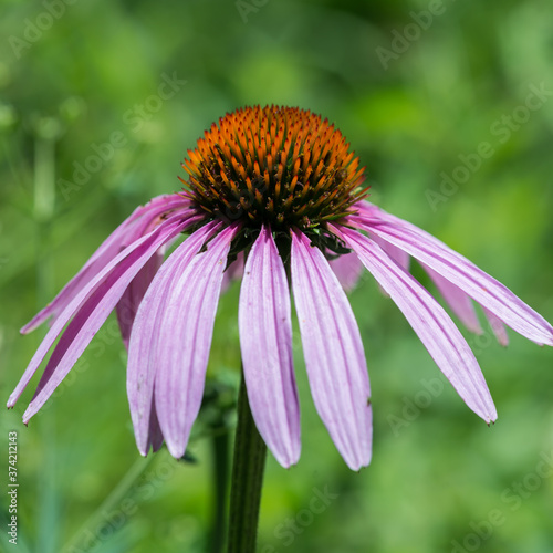 Close up Echinacea flower  colorful background